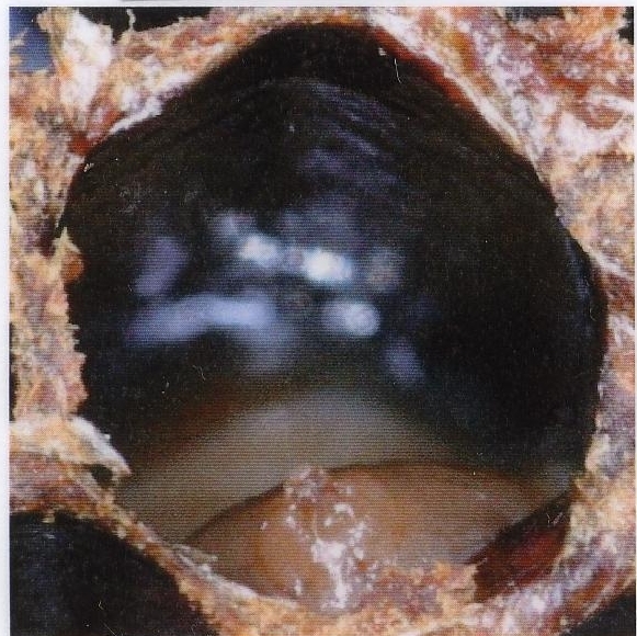 Diseased larva