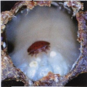 PMS larva with varroa