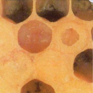 Unfinished-cappings-of-healthy-brood