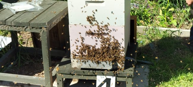 Tried to split the hive gave up with angry bees