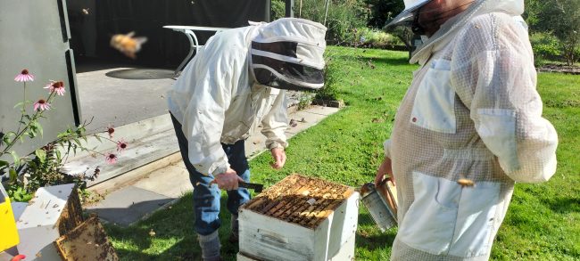 Graft Your Own Queens